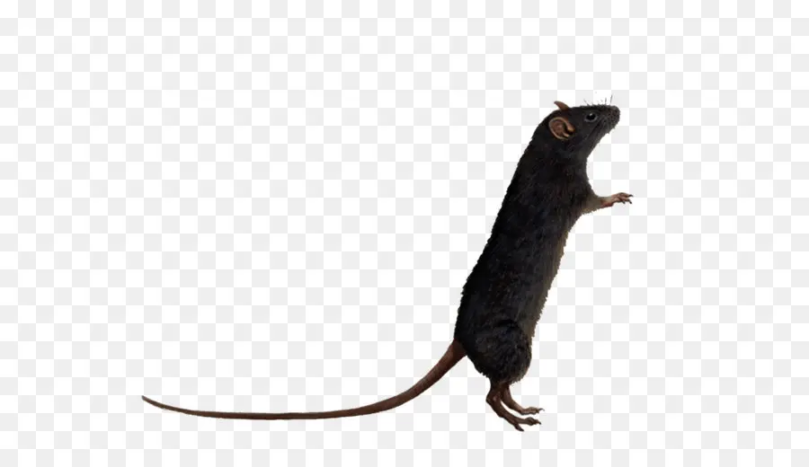 Marrom Rat，Mouse PNG