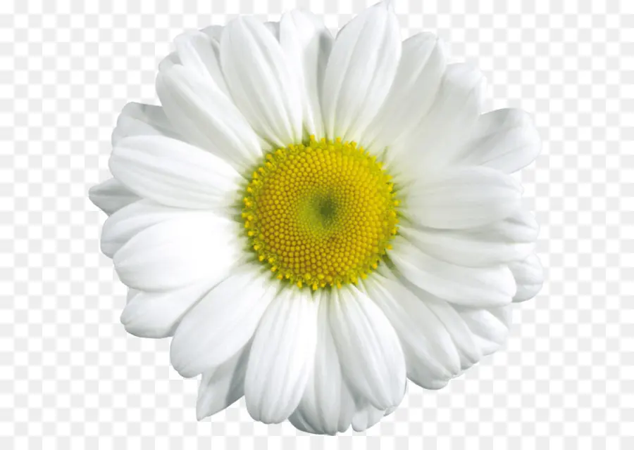 Flor，Margarida PNG