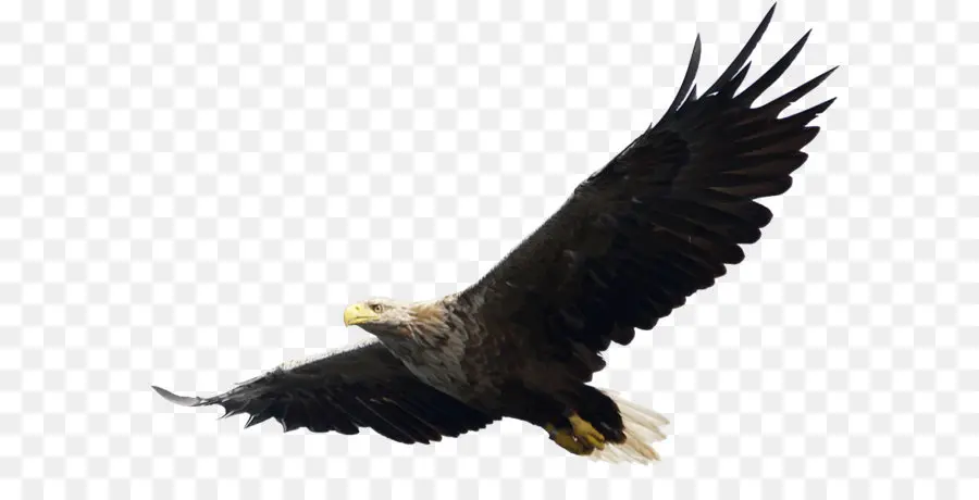 Careca águia，Aves PNG