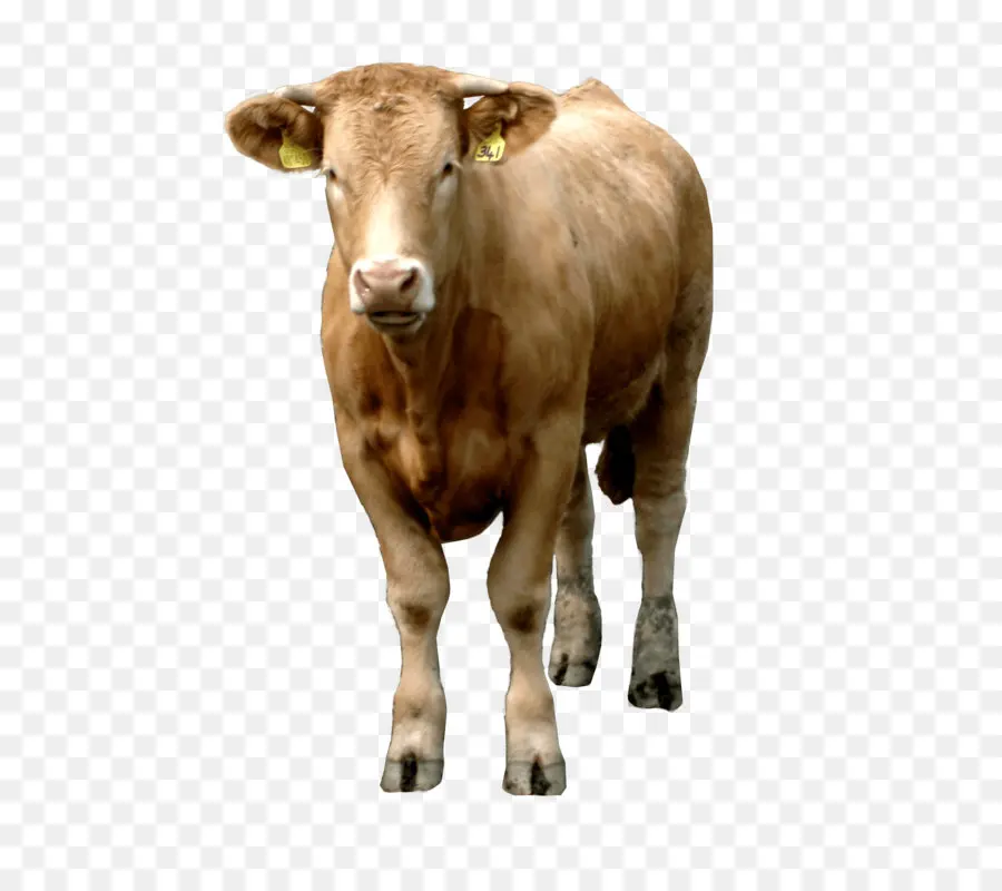 Holstein Frísia Gado，Branco Parque Gado PNG