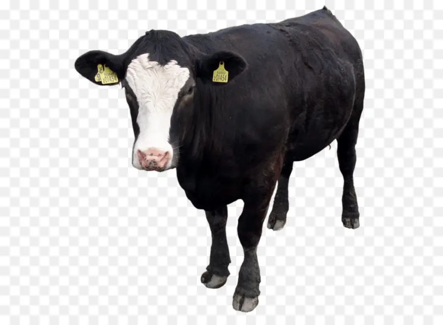 Holstein Frísia Gado，Jersey Gado PNG