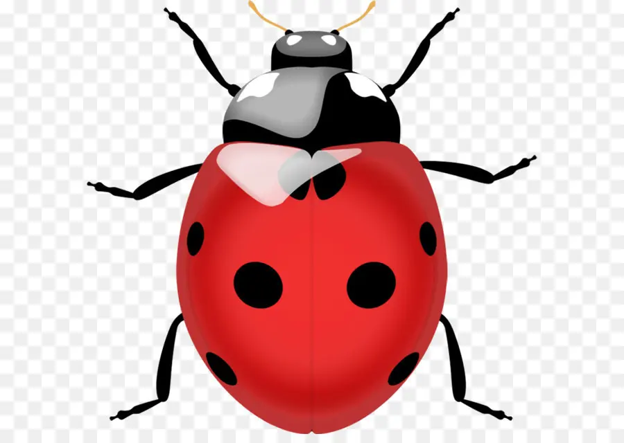 Joaninha，Vermelho PNG