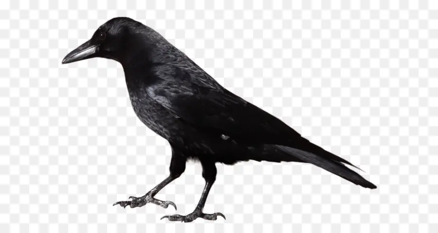 Americana Corvo，Comum Raven PNG