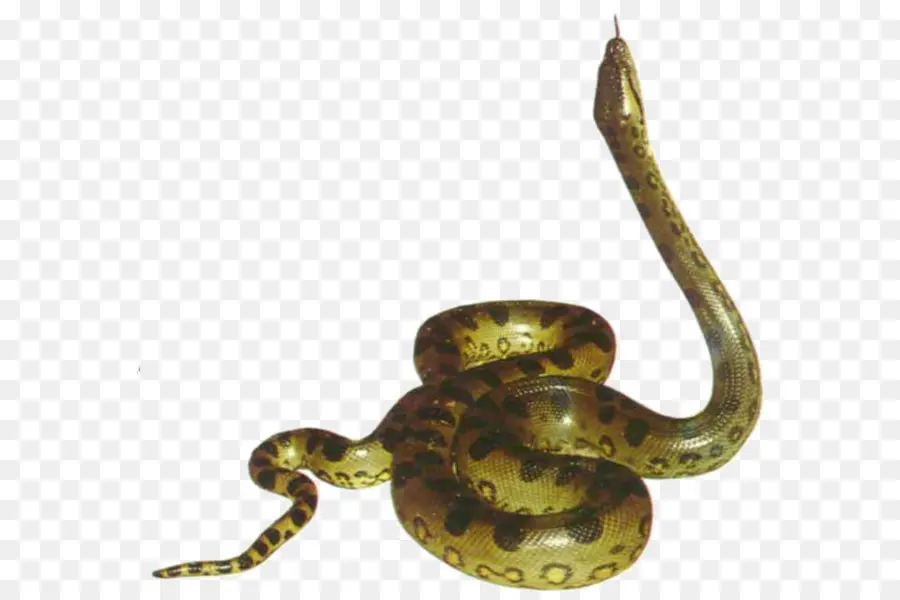 Cobra，Réptil PNG