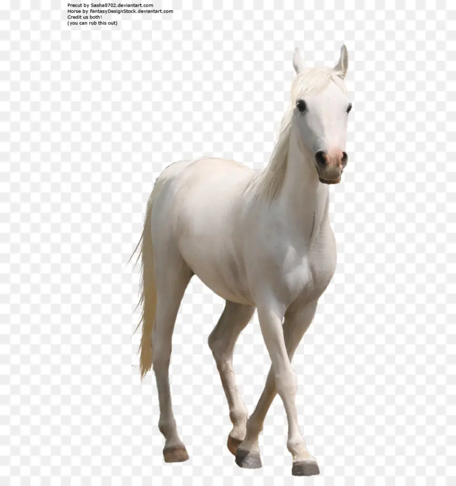 Americana Paint Horse，Computador ícones PNG