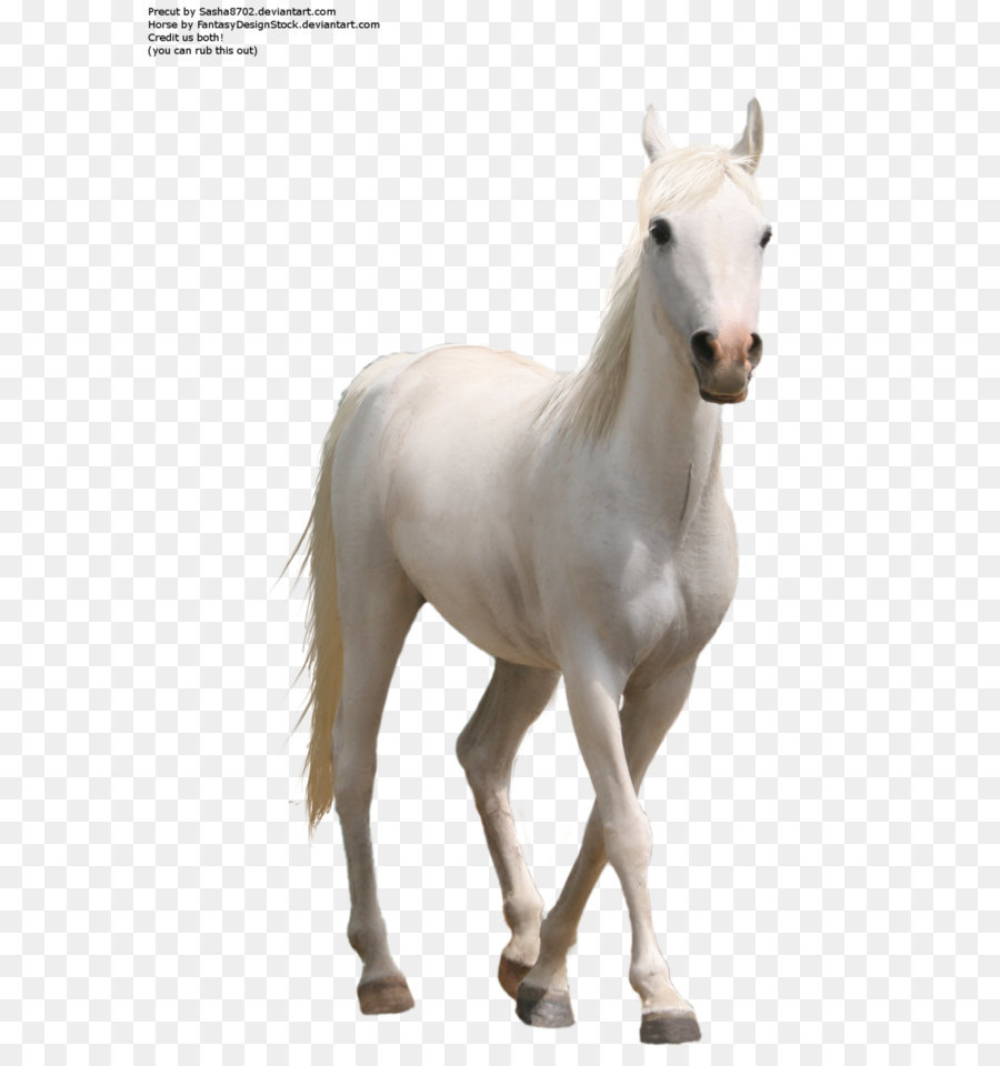 Cavalo Branco Em Png - Horse, Transparent Png - kindpng