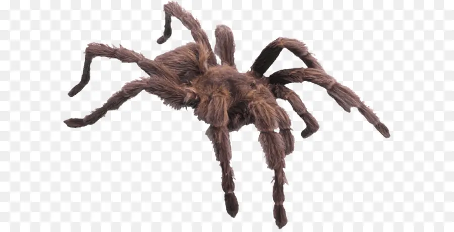 Aranha，Incrível Aranhas PNG