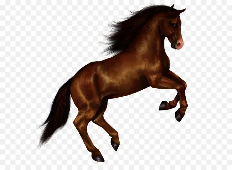 Americana Paint Horse，De Pé A Cavalo PNG