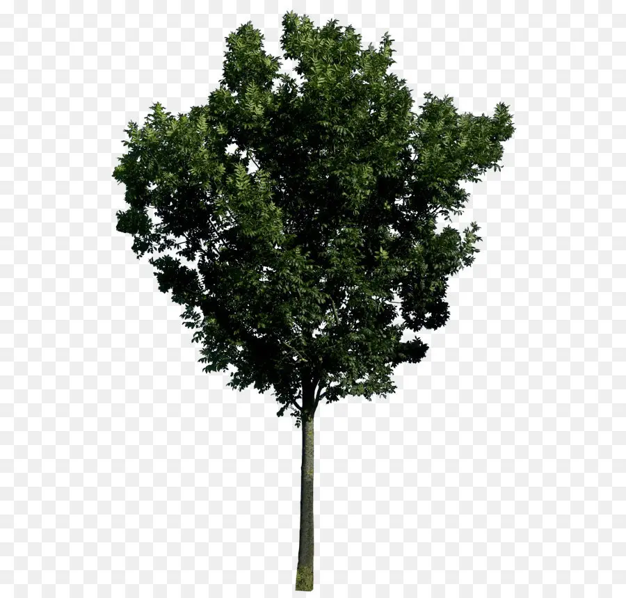 árvore，Computador ícones PNG