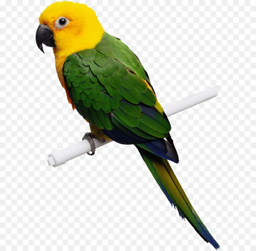 Aves，Bico PNG