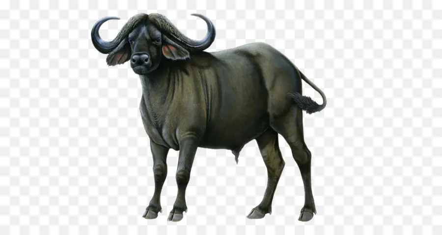 Buffalo，água Buffalo PNG