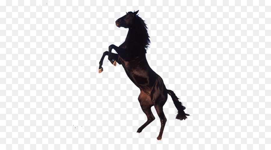 Cavalo Preto，Cavalo PNG