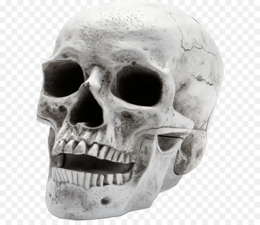 Humano Esqueleto，Crânio PNG