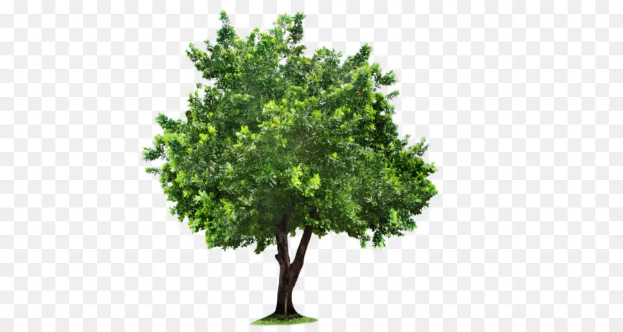árvore，Adesivo PNG