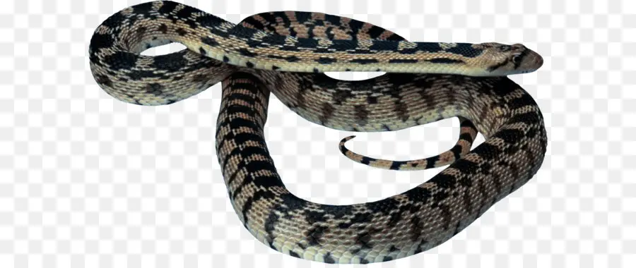 Cobra，Réptil PNG