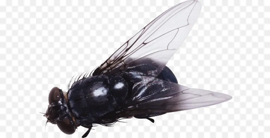 Mosca Negra，Erro PNG