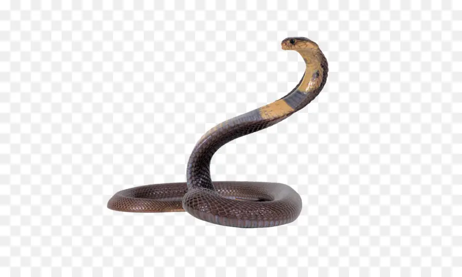 Cobra，Rei Cobra PNG