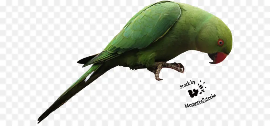 Papagaio，Pássaro PNG