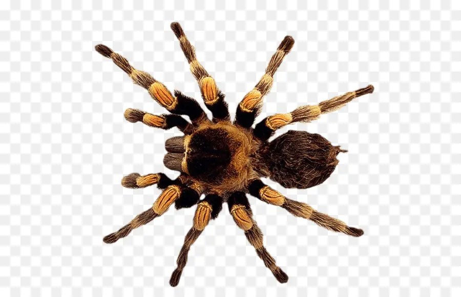 Aranha，Aracnídeo PNG