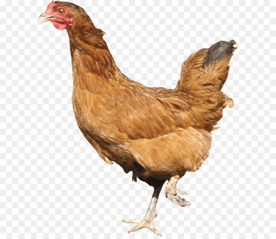 Frango Marrom，Galinha PNG