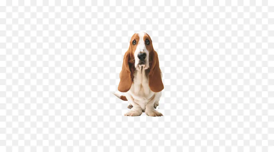 Basset Hound，Cachorro PNG