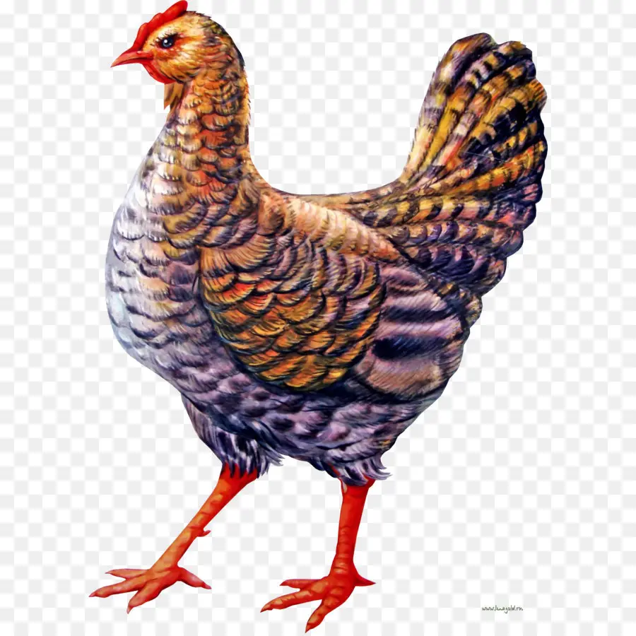 Frango Colorido，Fazenda PNG