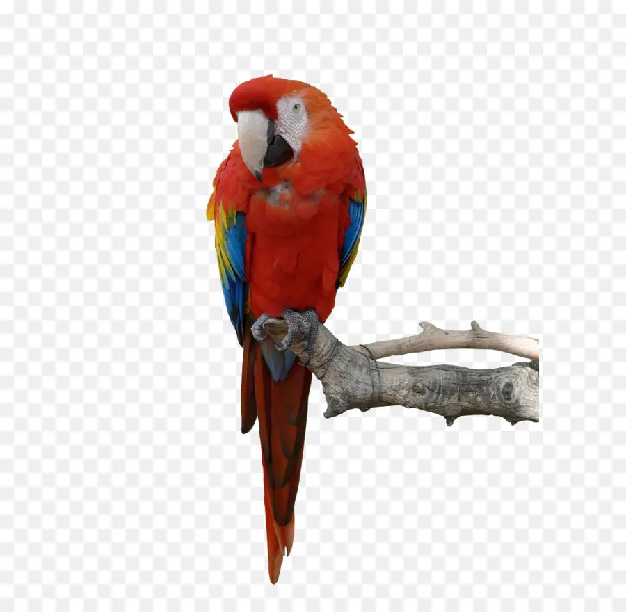 Papagaio，Arara PNG