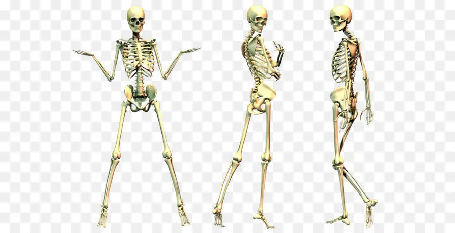 Humano Esqueleto，Esqueleto PNG