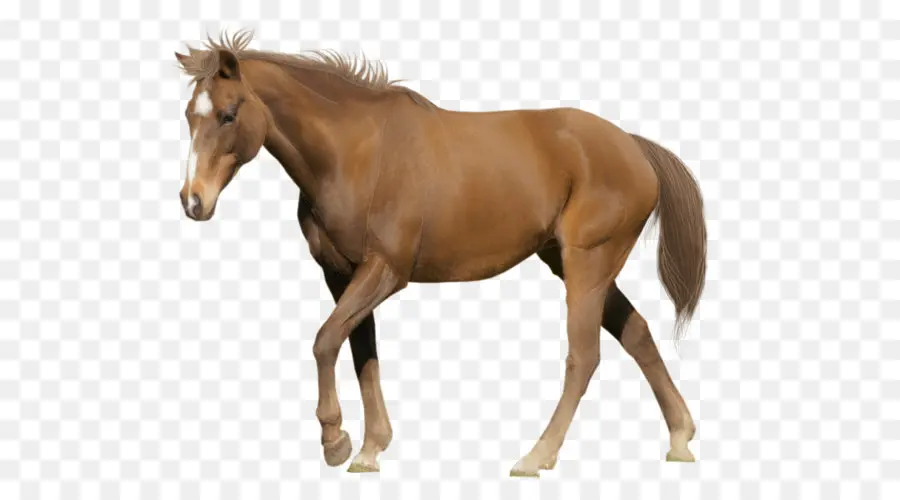 Cavalo，H PNG