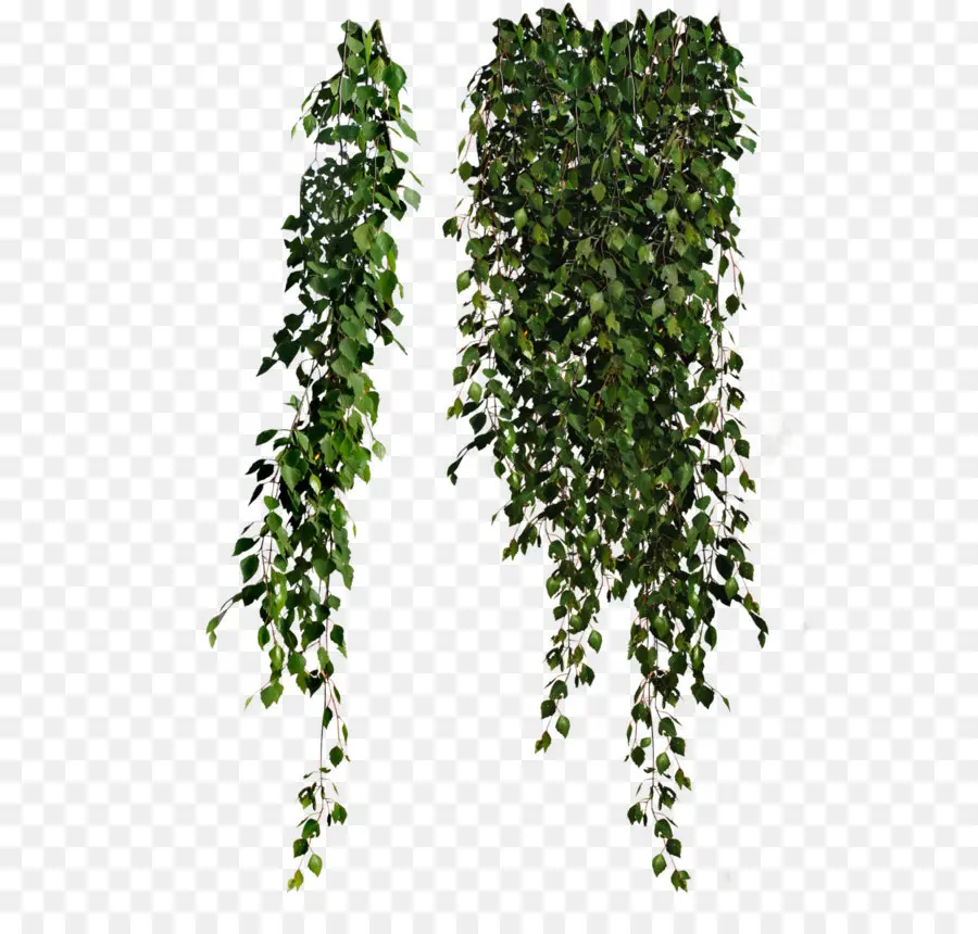 Planta Folhas，Comum Ivy PNG