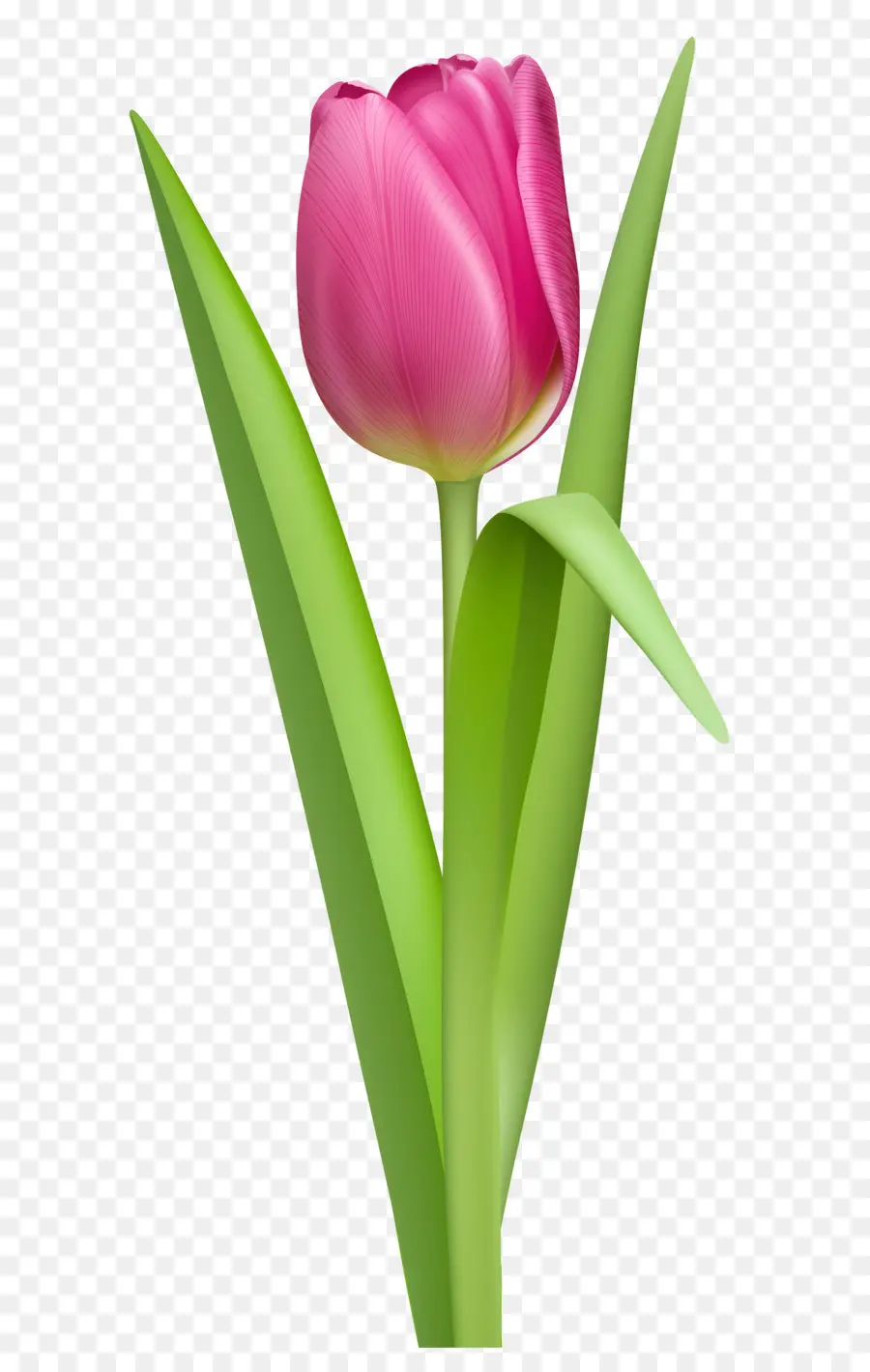 Tulip，Flor PNG