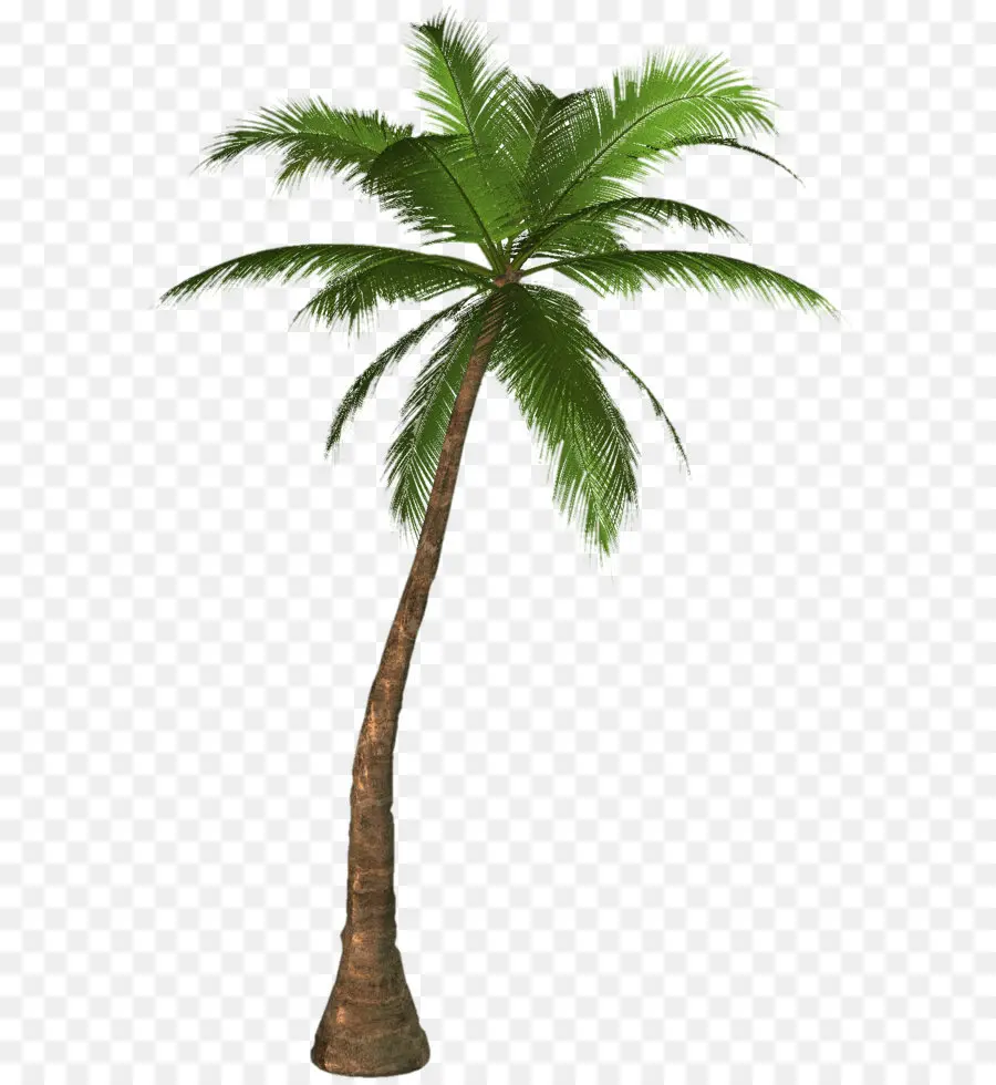 Arecaceae，árvore PNG