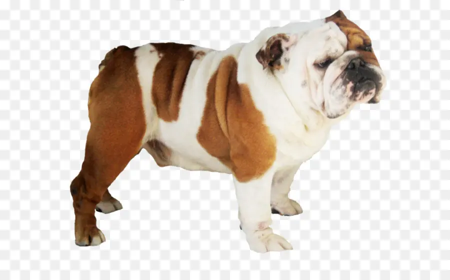 Bulldog，Pug PNG