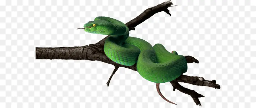 Cobra，Anaconda Verde PNG