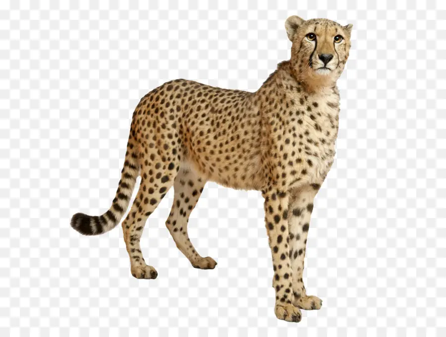 Cheetah，Leopard PNG