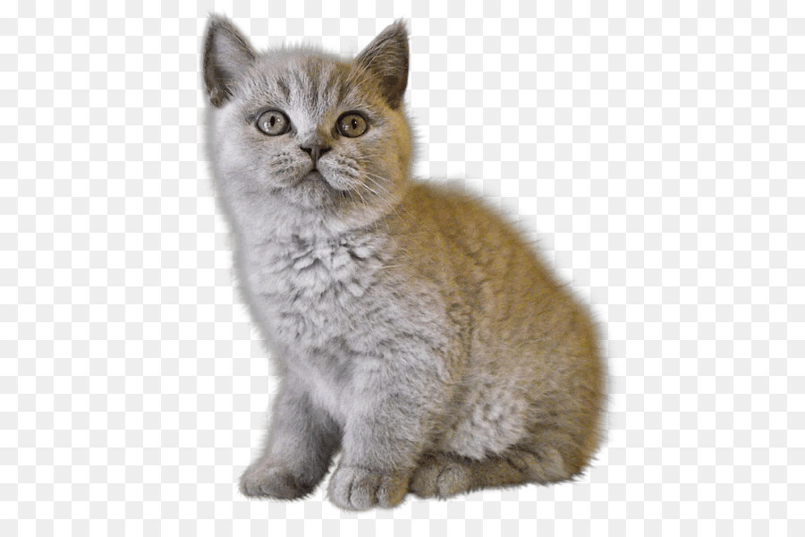 Gatinho Pequeno E Fofo，Gato PNG