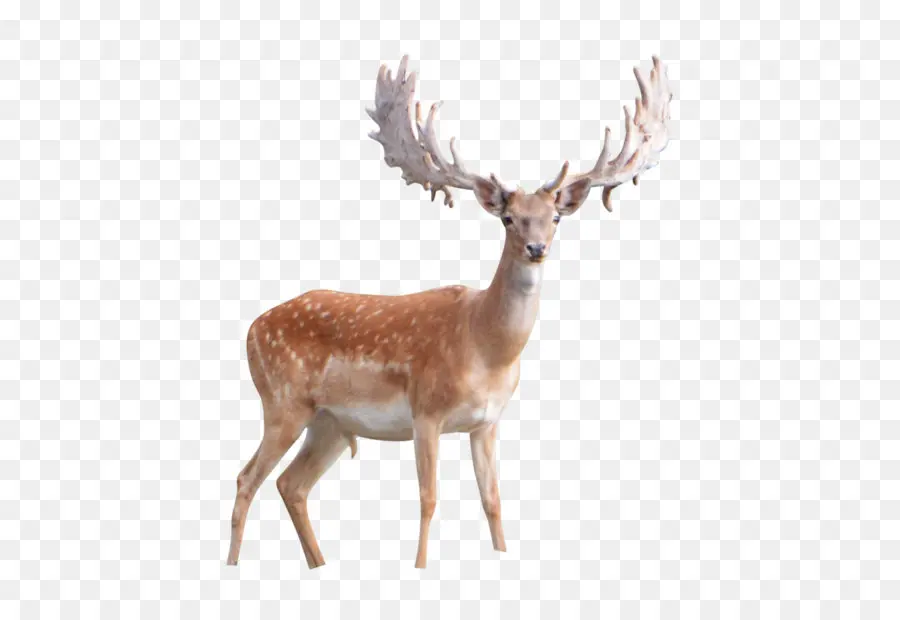 Deer，Elk PNG