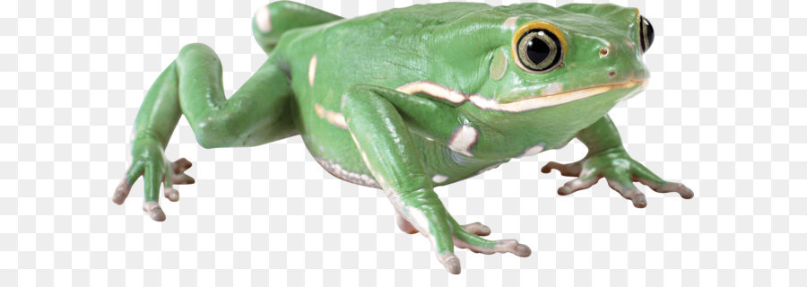 Sapo Verde，Sapo PNG