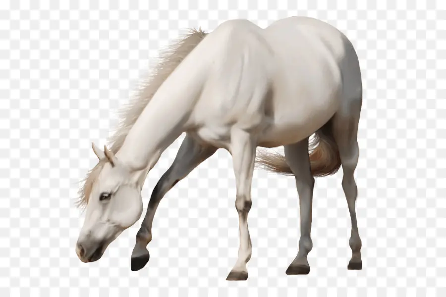 Cavalo，Garanhão PNG
