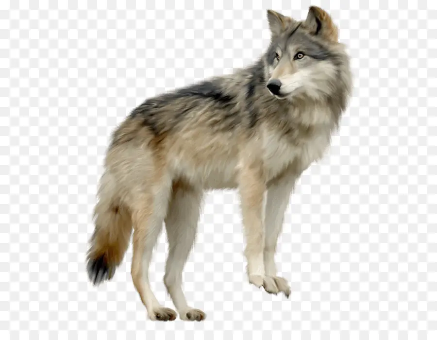 Lobo Cinza，Canis Lupus Tundrarum PNG
