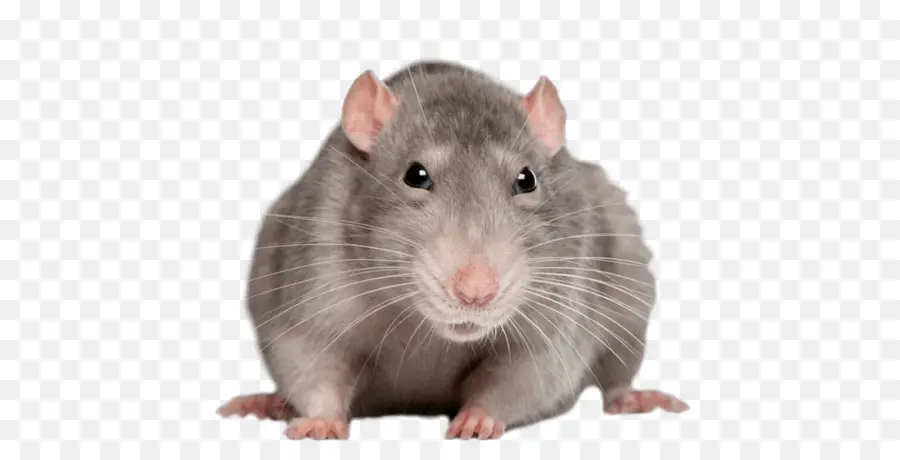 Marrom Rat，Mouse PNG