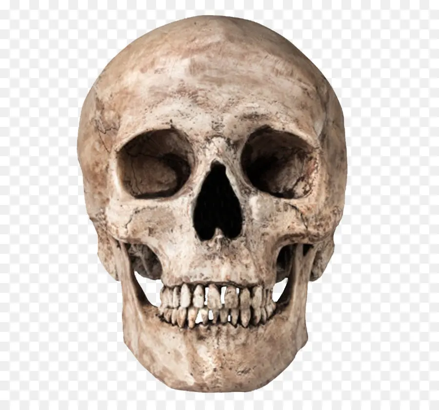Crânio，Humano Esqueleto PNG