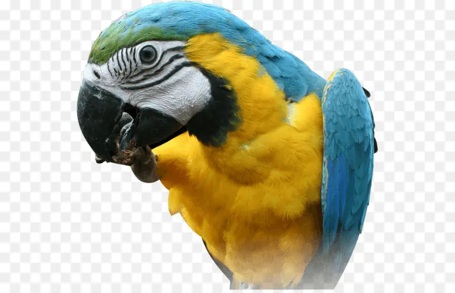 Cockatoo，Pássaro PNG