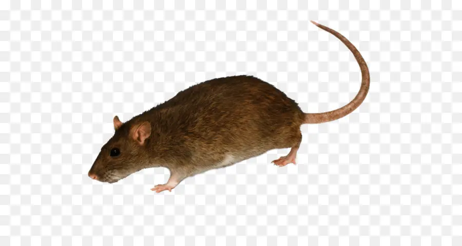 Marrom Rat，Preto Rat PNG