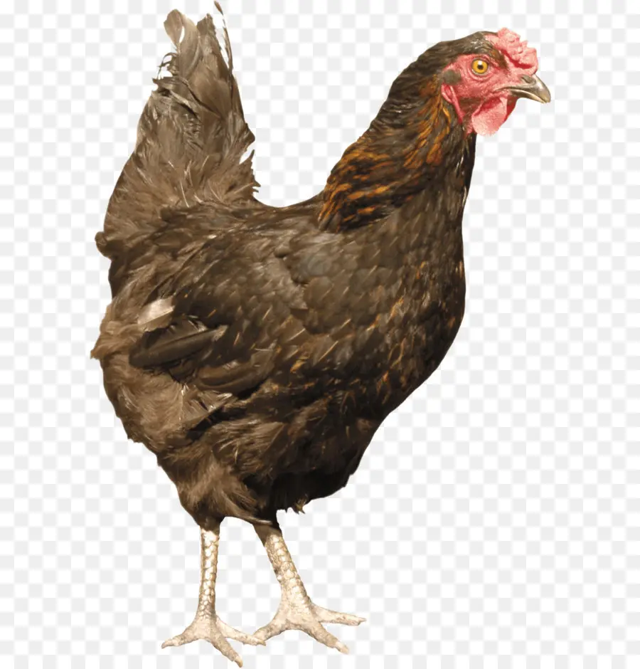 Frango，Pássaro PNG