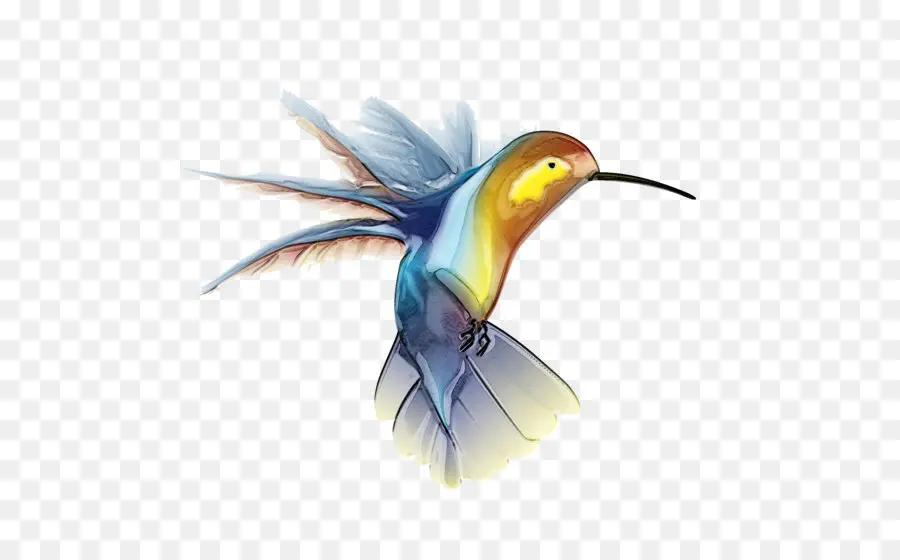 Colibri，Pássaro PNG