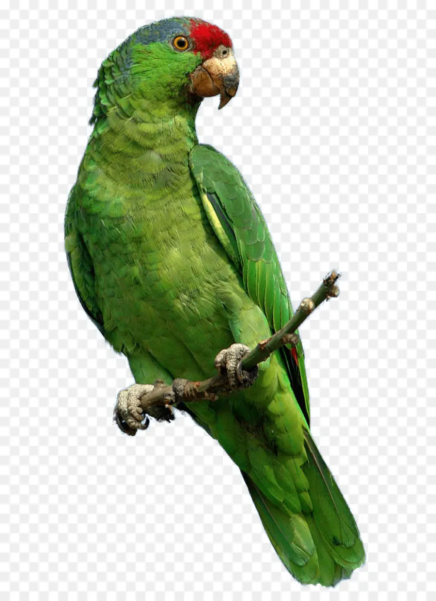 Papagaio，Periquito PNG