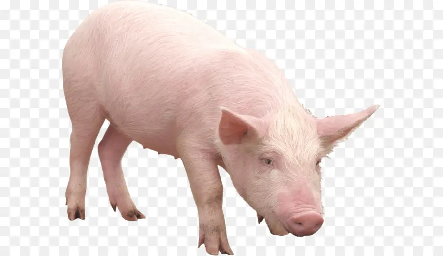 Porcos E Porcos，Javali Selvagem PNG