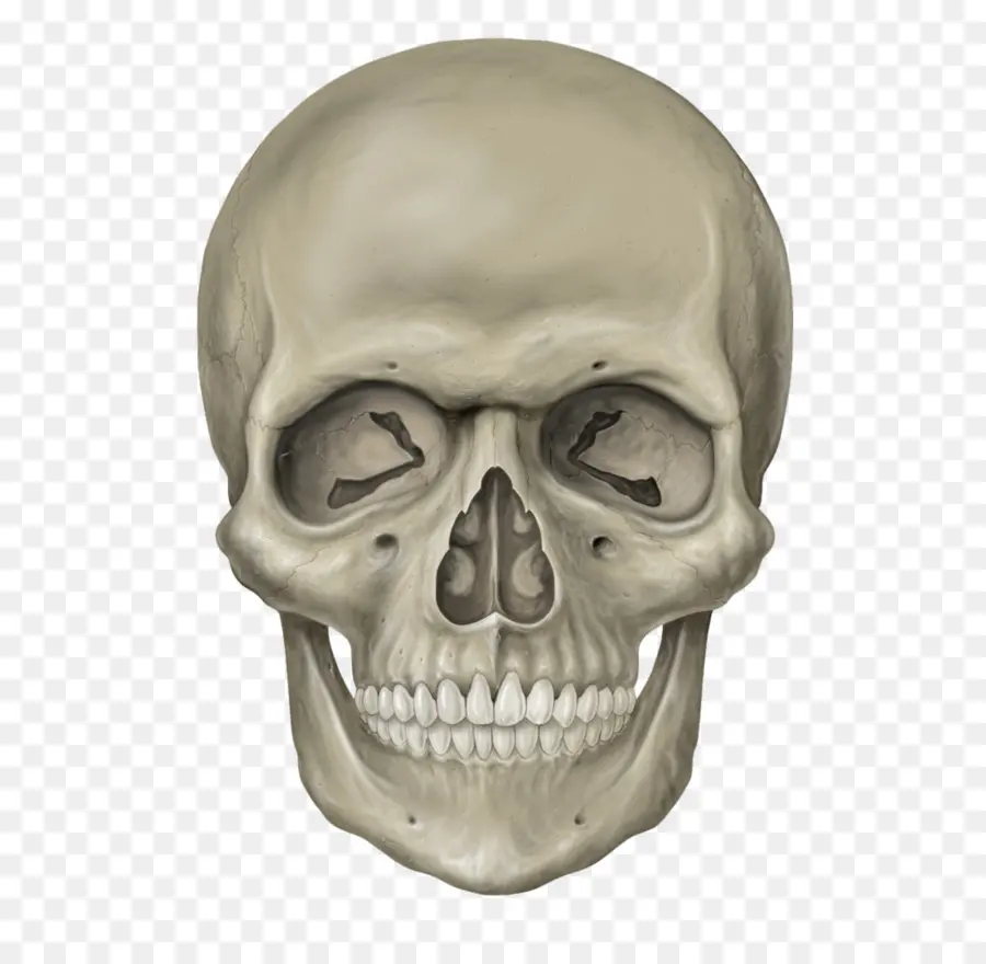 Crânio，Anatomia PNG