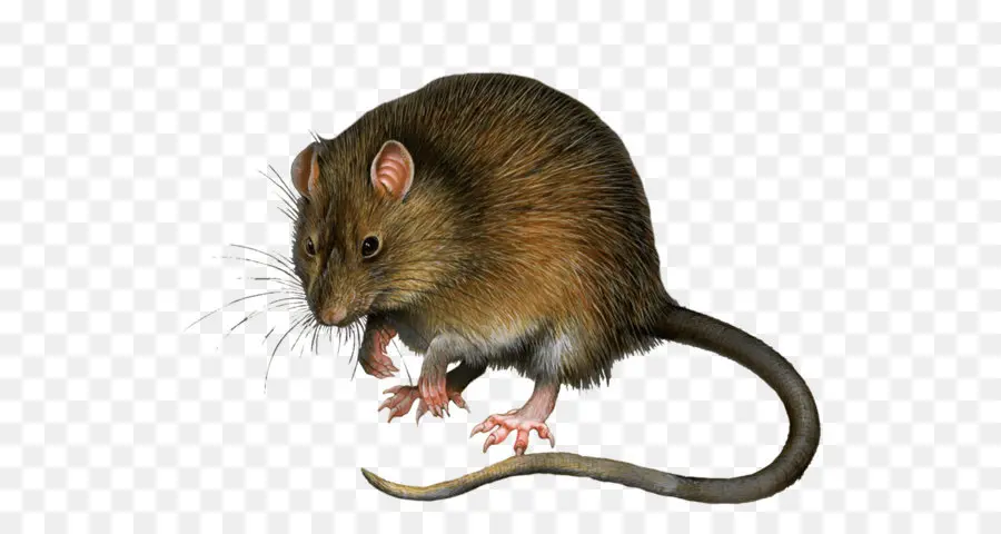 Mouse，Preto Rat PNG